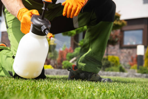Wasp Removal Services in Pipestone, MN