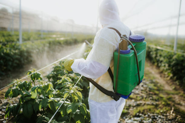 Best Bed Bug Extermination  in Pipestone, MN